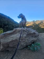 sweet_scarlet_pittiemix