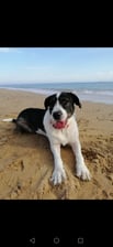 Sheila.saywoof