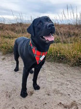 Louis_theblacklab