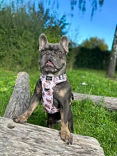 Milo.the.frenchiebull