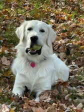 big_buddy_the_golden