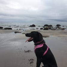 nala_the_staffypoo