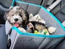 smallishbeansadoodle