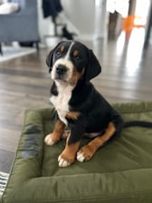 griswoldthegreaterswiss