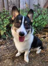 mycorgilogan