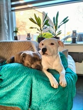 tyson.iris.staffies