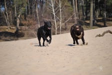 labraduo_bailey.roxy