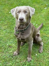 hugo_therescuesilverlabrador