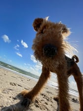 rafferty_the_airedale