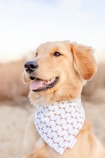 itsnalathegoldenretriever