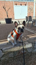 Desmond_the_explorer