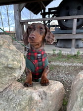 Ollie._dachshund