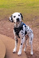 clarencethedalmatian