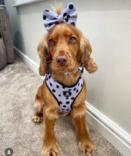 conniethecockerspainiel_ox