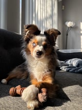 storm_the_aussie1