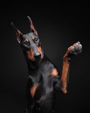 Caroline.the.Doberman