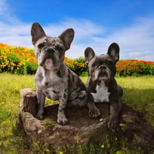 Blue and Lyna Berger