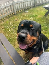 roscoe.the_rottweiler_
