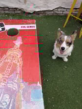 blue_cheese_the_cardi_corgi