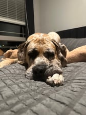 scoob.the.great.dane