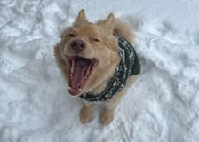 can.i.pet.that.oliver