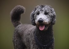 Pepper_.the._poodle