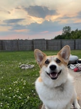 willow_thenashvillecorgi