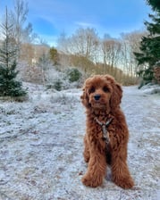 Pelle.cavapoo