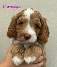 Australianminidoodle_Eefke