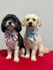 thepawsofcookieandbiscuit