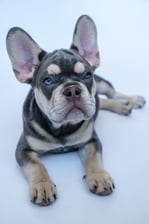 frenchiepupstitch