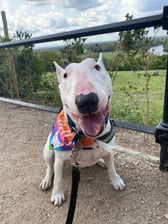 Bettythebeautifulbeast