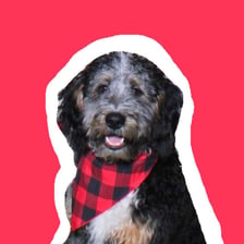 bernedoodle_bo