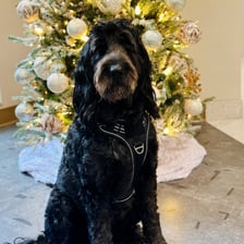 sheeba.therapydog.psddog