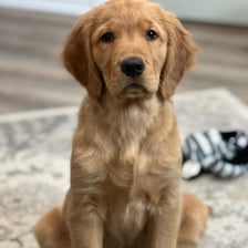 wanderingwillow_thegolden