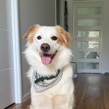 bailey.the.border_collie