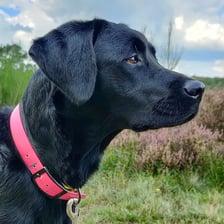 nora_the_labrador