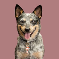 muffin_acd