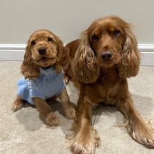 conniethecockerspainiel_ox