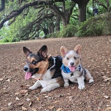 Corgisofthelostark