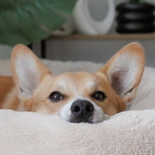thatcorgisawyer