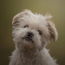 albert.theshihtzu
