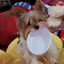 peace.love.puppy.dogs