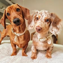 sonnythescottishsausage