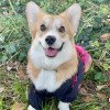 @corgi.sweet.cookie