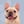 biscuitthefrenchie