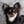 lokidechihuahua