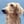Dash