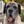 demi.the.mastiff