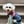 toypoodlekayser